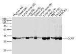 CCR7 Antibody in Western Blot (WB)
