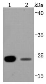 BCL2 Antibody in Western Blot (WB)