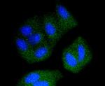 Src Antibody in Immunocytochemistry (ICC/IF)