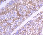 Src Antibody in Immunohistochemistry (Paraffin) (IHC (P))