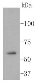 Src Antibody in Western Blot (WB)