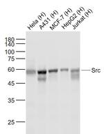 Src Antibody in Western Blot (WB)