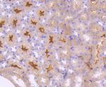 Neuropilin-1 Antibody in Immunohistochemistry (Paraffin) (IHC (P))