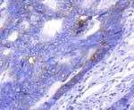 Integrin alpha 2 Antibody in Immunohistochemistry (Paraffin) (IHC (P))
