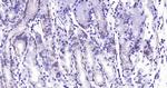Integrin alpha 2 Antibody in Immunohistochemistry (Paraffin) (IHC (P))