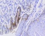 Integrin alpha 2 Antibody in Immunohistochemistry (Paraffin) (IHC (P))