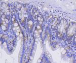 Integrin alpha 2 Antibody in Immunohistochemistry (Paraffin) (IHC (P))