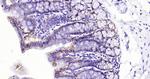 Integrin alpha 2 Antibody in Immunohistochemistry (Paraffin) (IHC (P))
