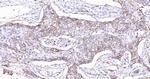 Integrin alpha 2 Antibody in Immunohistochemistry (Paraffin) (IHC (P))