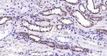 Integrin alpha 2 Antibody in Immunohistochemistry (Paraffin) (IHC (P))