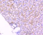 TrkA+B+C Antibody in Immunohistochemistry (Paraffin) (IHC (P))