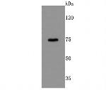 DRD1 Antibody in Western Blot (WB)