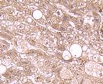 Annexin A2 Antibody in Immunohistochemistry (Paraffin) (IHC (P))
