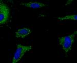 AIF1 Antibody in Immunocytochemistry (ICC/IF)