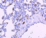 AIF1 Antibody in Immunohistochemistry (Paraffin) (IHC (P))