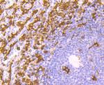 AIF1 Antibody in Immunohistochemistry (Paraffin) (IHC (P))