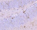 AIF1 Antibody in Immunohistochemistry (Paraffin) (IHC (P))
