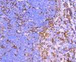 AIF1 Antibody in Immunohistochemistry (Paraffin) (IHC (P))