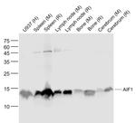 AIF1 Antibody in Western Blot (WB)