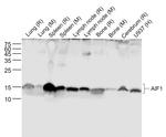 AIF1 Antibody in Western Blot (WB)