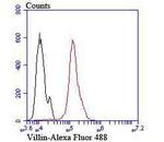 VIL1 Antibody in Flow Cytometry (Flow)