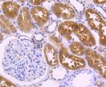 VIL1 Antibody in Immunohistochemistry (Paraffin) (IHC (P))