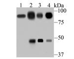 VIL1 Antibody in Western Blot (WB)