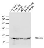 Gelsolin Antibody in Western Blot (WB)