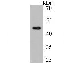 CXCR5 Antibody in Western Blot (WB)