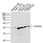 CXCR5 Antibody in Western Blot (WB)