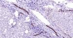 CYP26A1 Antibody in Immunohistochemistry (Paraffin) (IHC (P))
