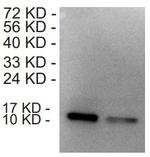 CCL18 Antibody in Western Blot (WB)