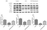 GAPDH Antibody in Western Blot (WB)