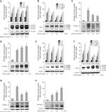 beta Actin Loading Control Antibody in Western Blot (WB)