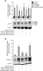 beta Actin Loading Control Antibody in Western Blot (WB)