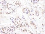 c-Myb Antibody in Immunohistochemistry (IHC)