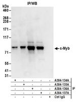 c-Myb Antibody in Immunoprecipitation (IP)