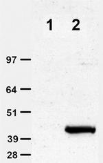 c-Myc Antibody in Western Blot (WB)
