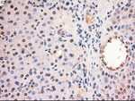 c-Myc Antibody in Immunohistochemistry (Paraffin) (IHC (P))
