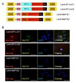c-Myc Antibody in Immunocytochemistry (ICC/IF)