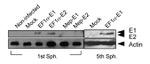 c-Myc Antibody in Western Blot (WB)