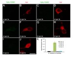 c-Myc Antibody in Immunocytochemistry (ICC/IF)