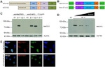 c-Myc Antibody in Immunocytochemistry (ICC/IF)
