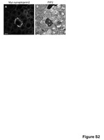 c-Myc Antibody in Immunocytochemistry (ICC/IF)