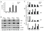c-Myc Antibody in Western Blot (WB)