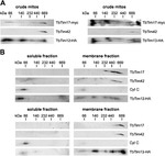 c-Myc Antibody in Western Blot (WB)