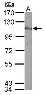 MERTK Antibody in Western Blot (WB)