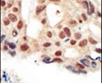 cGKII Antibody in Immunohistochemistry (IHC)