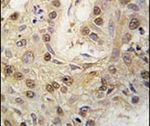 cGKII Antibody in Immunohistochemistry (IHC)