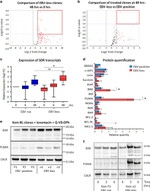 FLASH Antibody in Western Blot (WB)